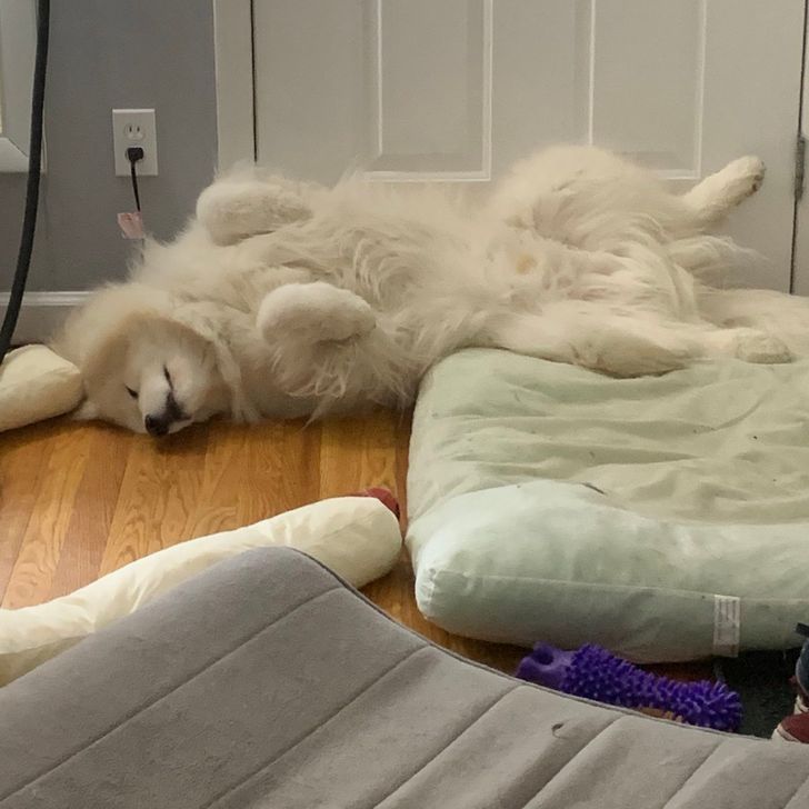 Munca de acasă și animalele de companie