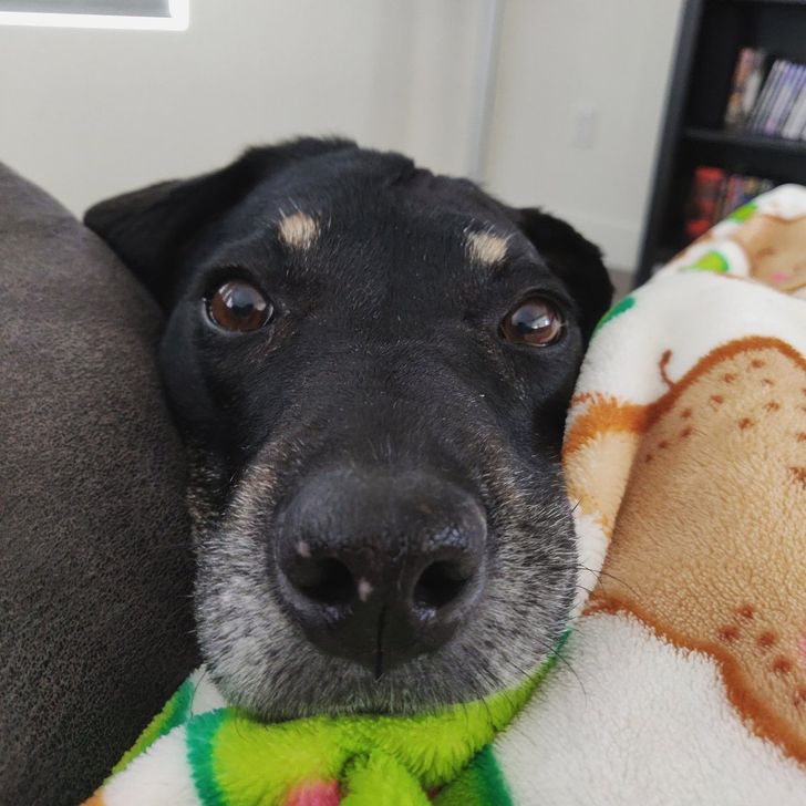 Munca de acasă și animalele de companie