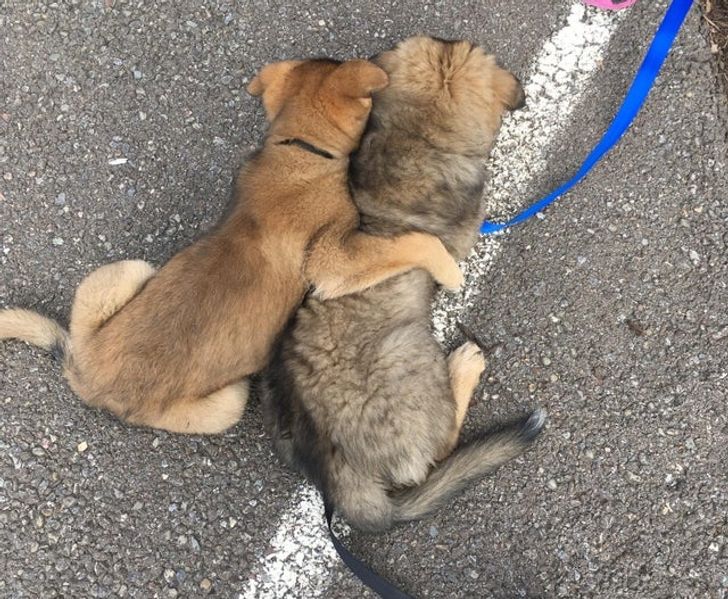 Se îmbrățișează înainte de a merge la veterinar