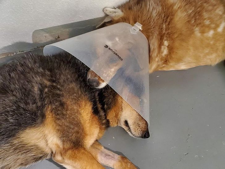 Prietenie adevărată!