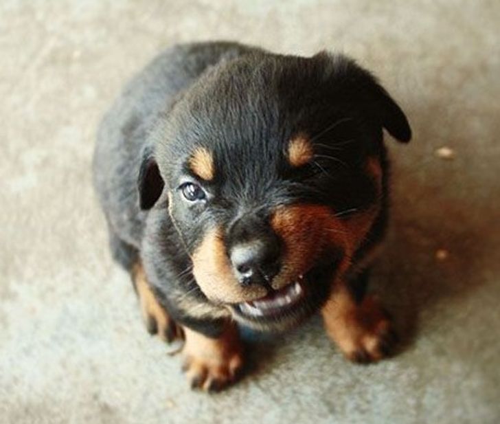 Încercă să te sperie, dar de fapt arată adorabil