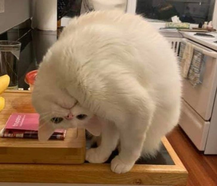 Animalele, o sursă nesfârșită de veselie