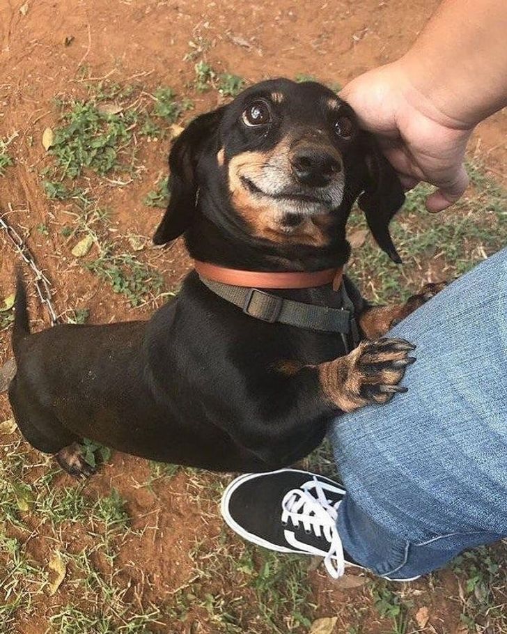 Animalele, o sursă nesfârșită de veselie