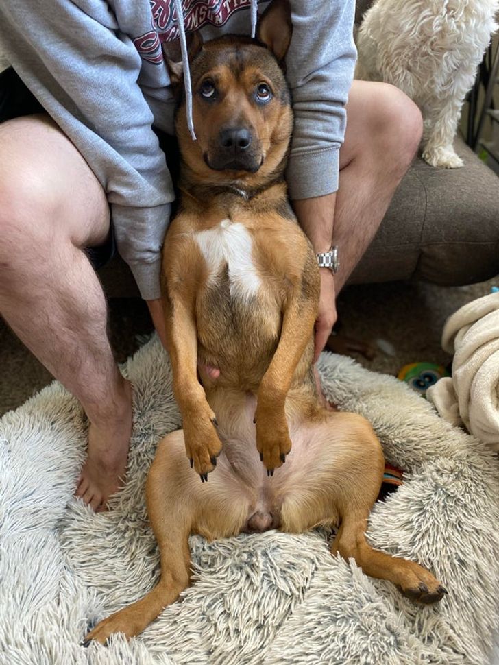 Animalele, o sursă nesfârșită de veselie