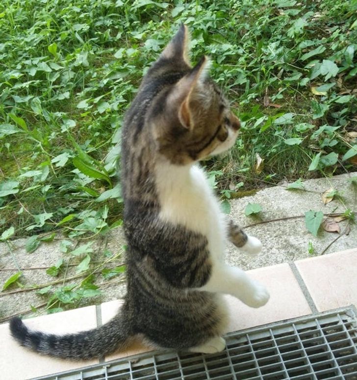 Animalele, o sursă nesfârșită de veselie