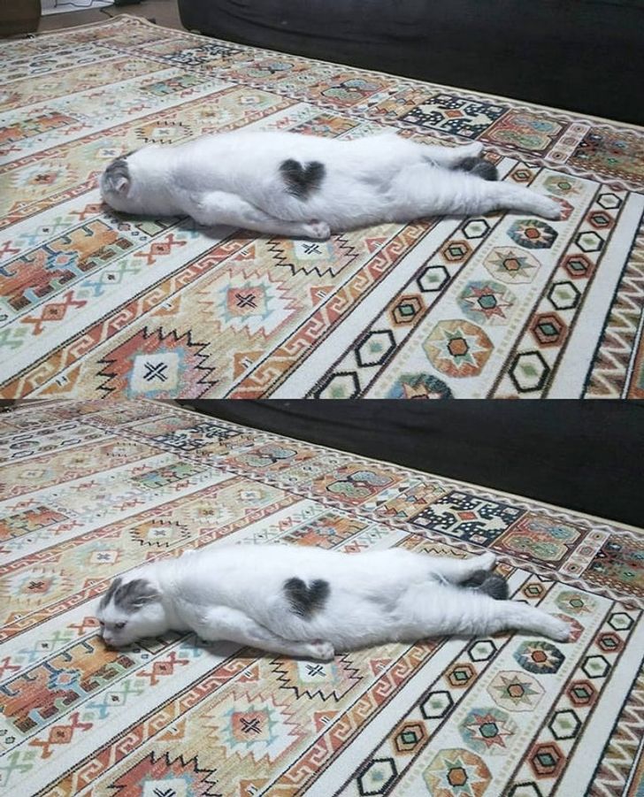 Animalele, o sursă nesfârșită de veselie