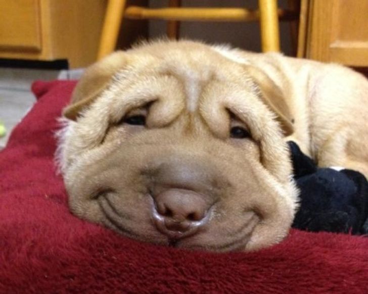 Animalele, o sursă nesfârșită de veselie