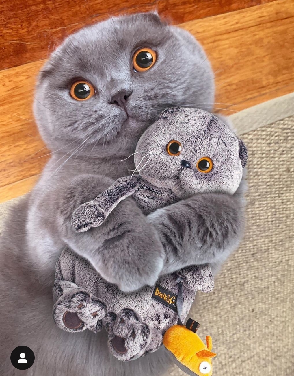 Animalele, o sursă nesfârșită de veselie