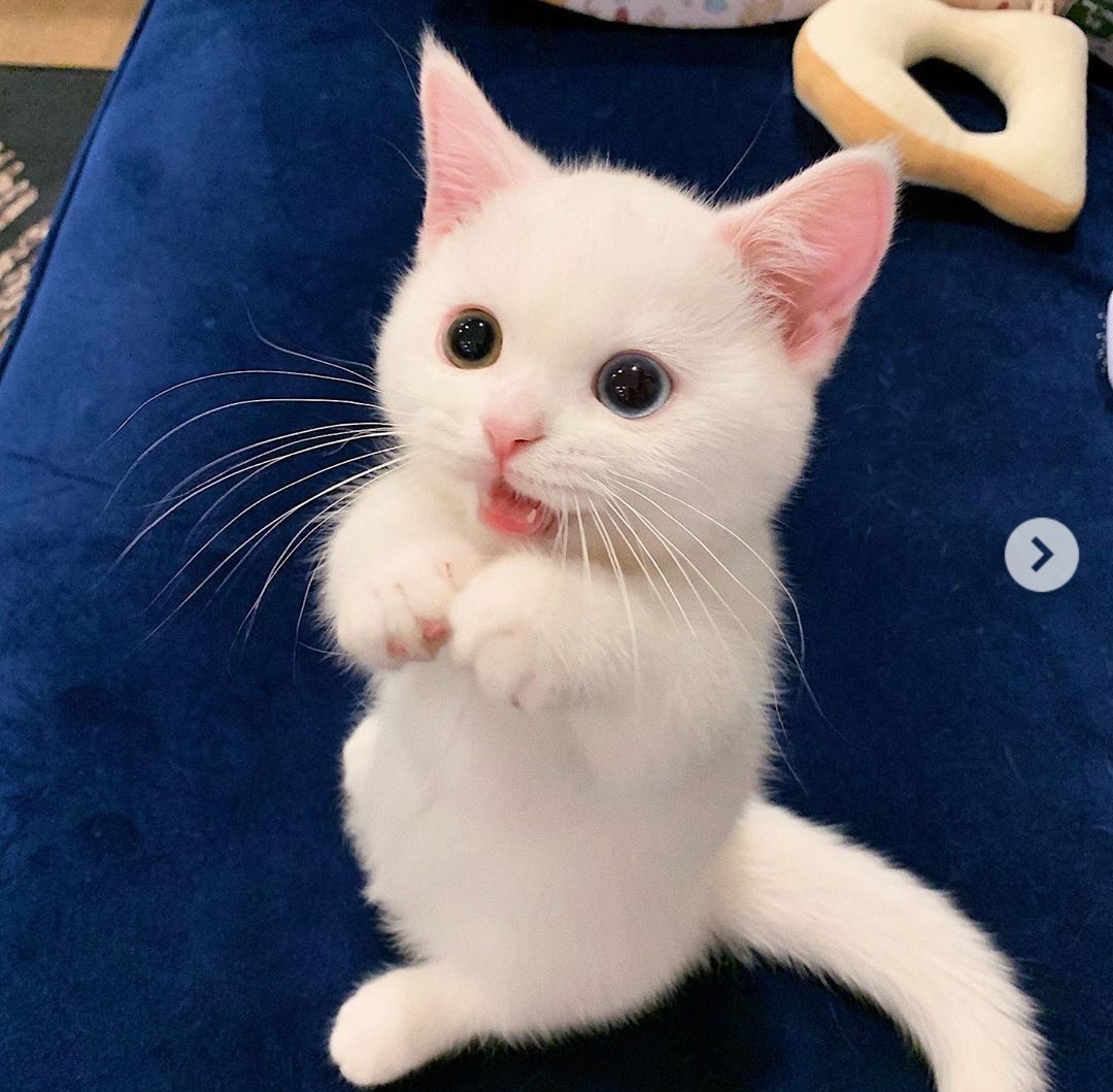 Animalele, o sursă nesfârșită de veselie