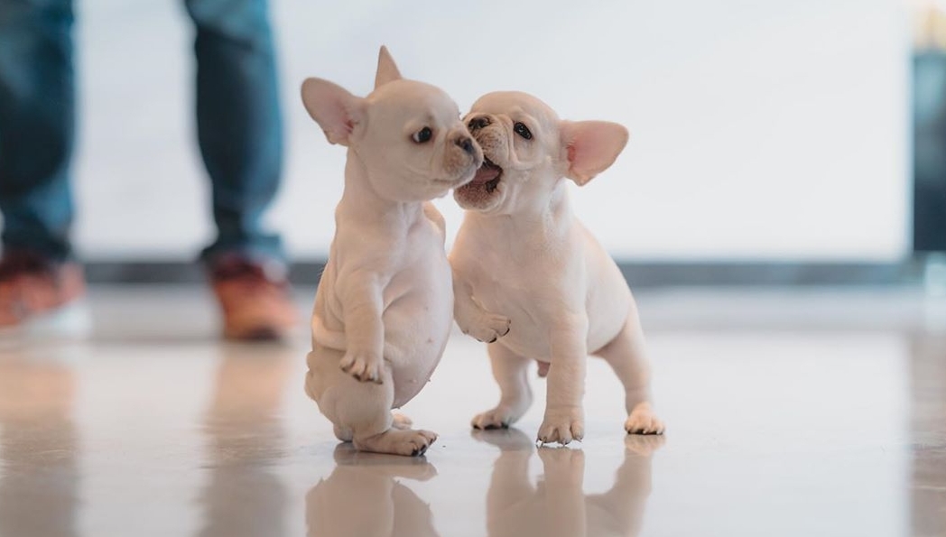 Animalele, o sursă nesfârșită de veselie