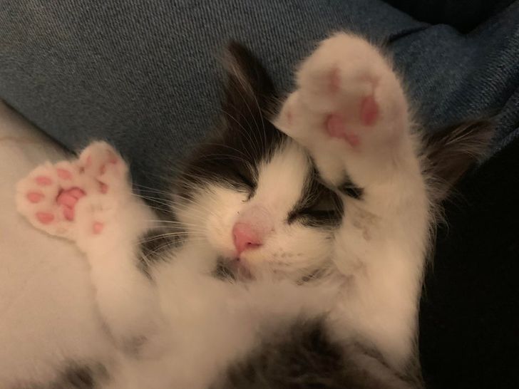 Pisicuța cu 26 de degete