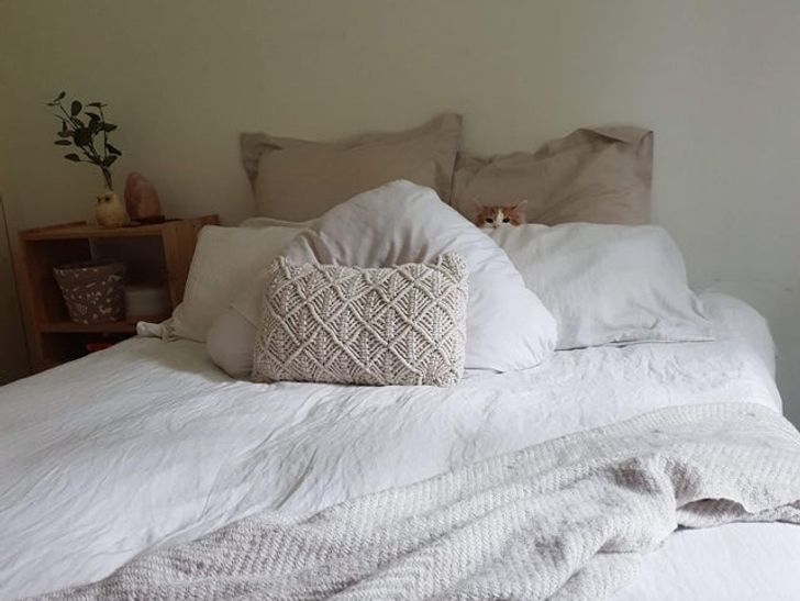 „De fiecare dată când pornesc aspiratorul se ascunde acolo”