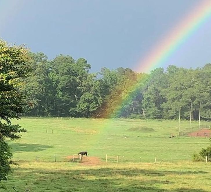„Vaca aceasta a venit pe un curcubeu”