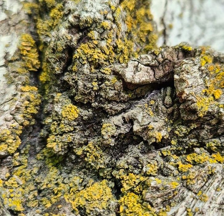 Poți găsi animalele ascunse în aceste imagini?