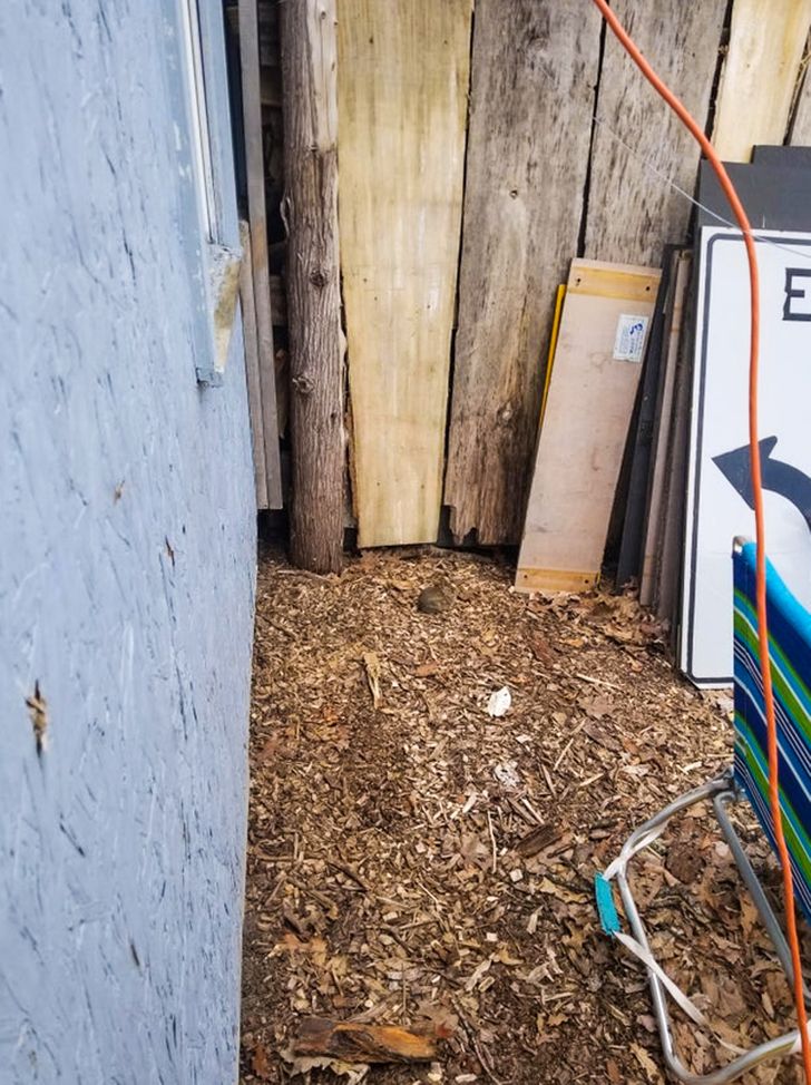 Poți găsi animalele ascunse în aceste imagini?