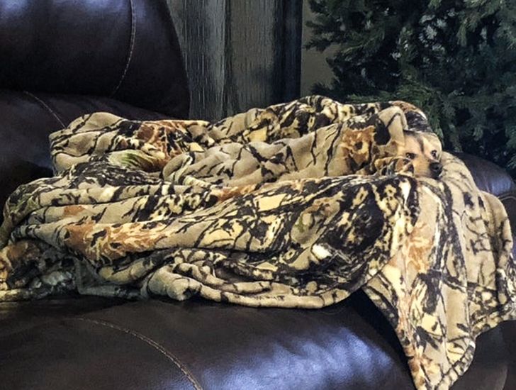 Poți găsi animalele ascunse în aceste imagini?