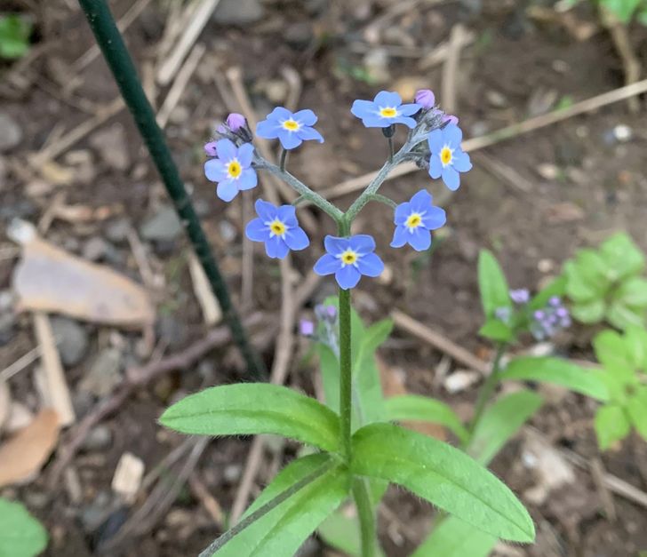 „Florile au crescut în formă de inimă”