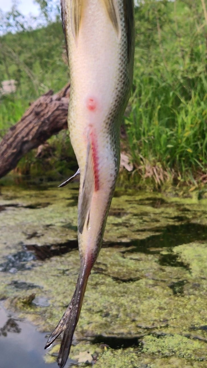 „Am prins un pește care avea scolioză”