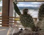 „Un cactus care te salută”