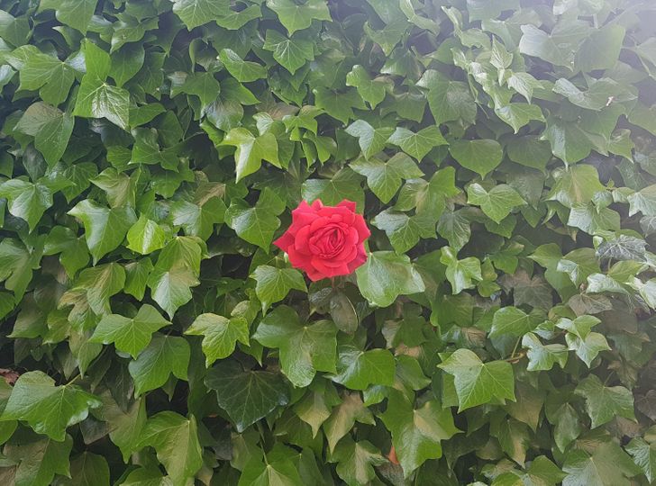 „În fiecare an avem un singur trandafir roșu care crește prin iedera din grădina noastră”