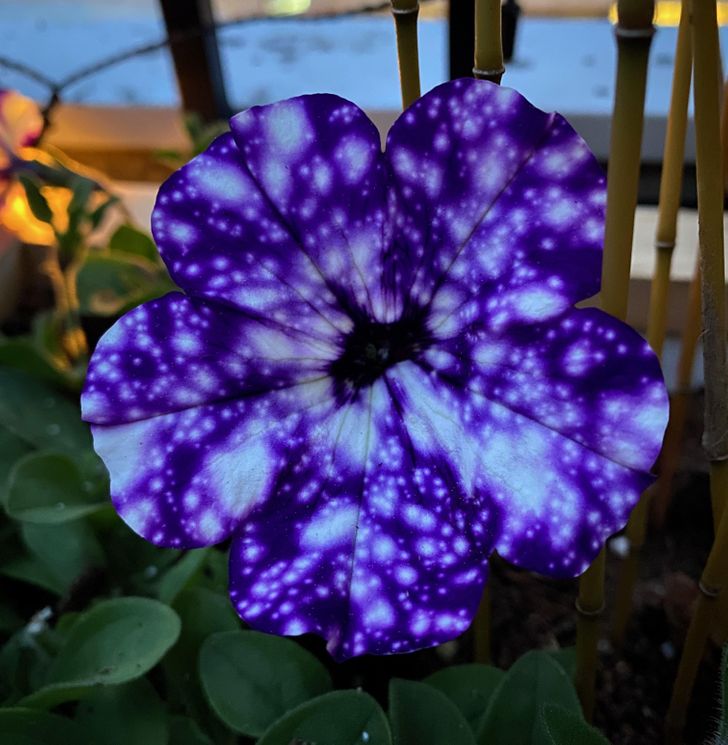 „O petunie care arată ca o galaxie”