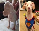 Piglet, un câine surd și orb care demonstrează că viața poate fi frumoasă oricum
