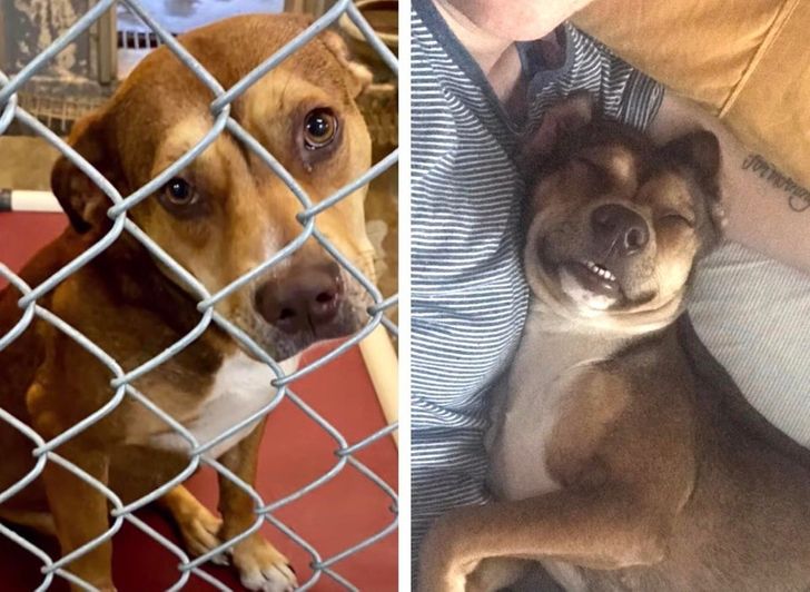 Înainte și după ce a fost adoptată