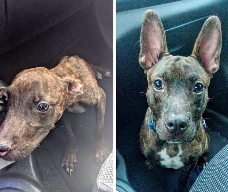 În urmă cu o lună, Fred era extrem de agitat și slăbit