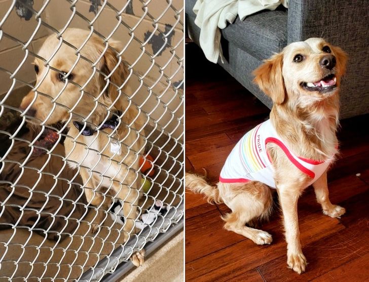 Poppy înainte și după ce a fost adoptată