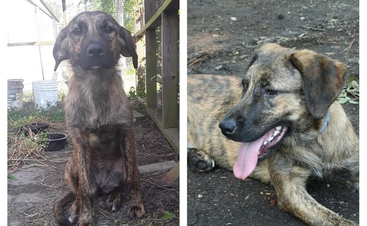 Korra, cea mai blândă cățelușa