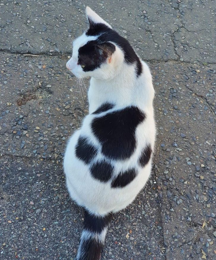 „Această pisică are o amprentă pe spate”