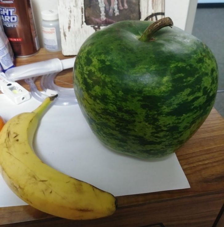 „Dovleacul ăsta arată ca un pepene în formă de măr”