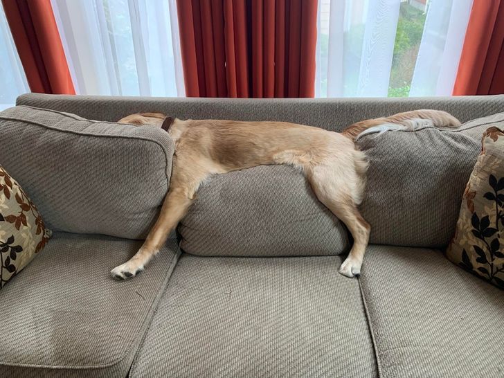 A adormit așa în timp ce își aștepta stăpâna să vină acasă