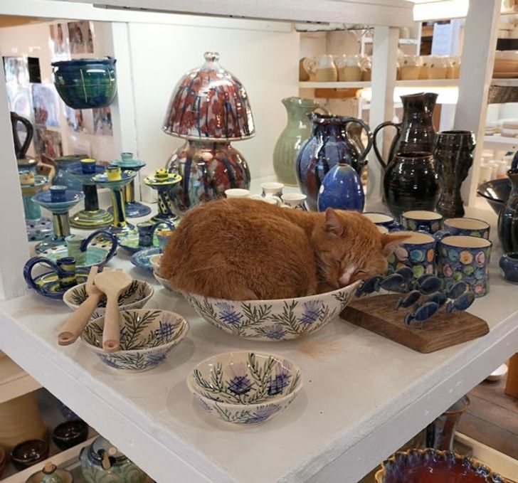 „A adormit în magazinul de ceramică pe care l-am vizitat astăzi”