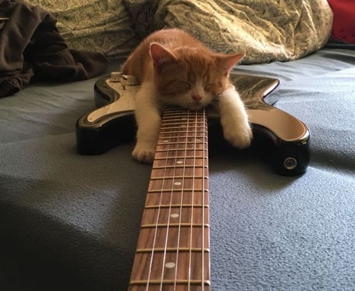 „Samson a adormit în mijlocul lecției de chitară”