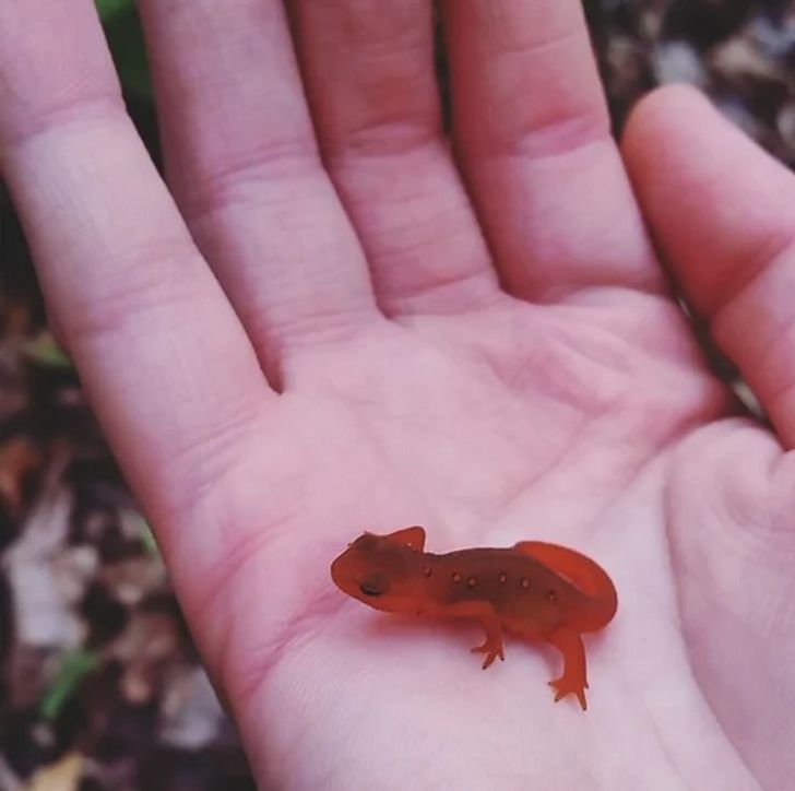 Este un jeleu sau o șopârlă adevărată?