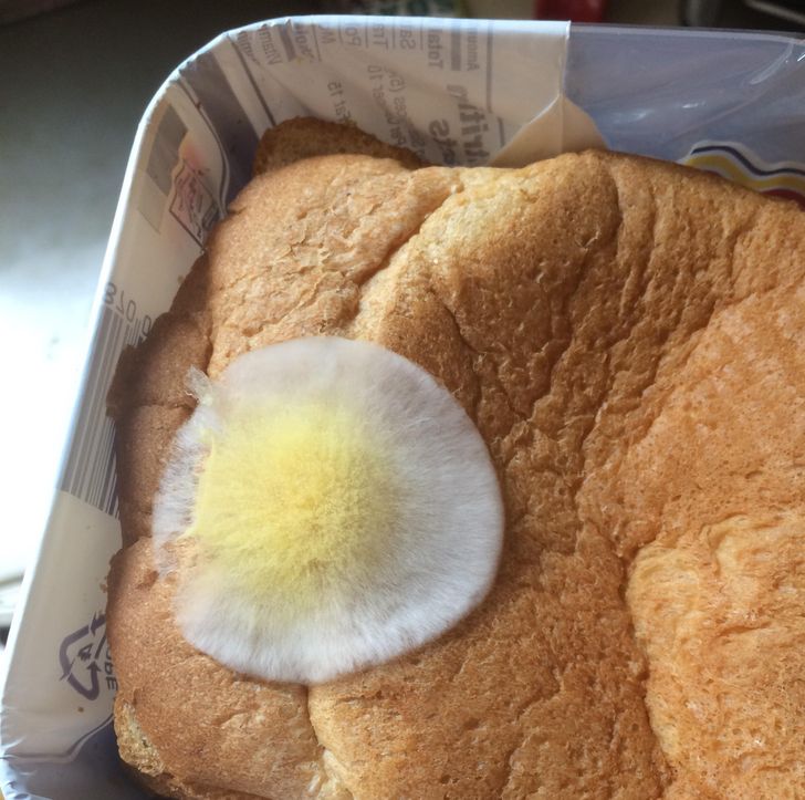 „Mucegaiul din pâinea asta arată ca un ou prăjit”