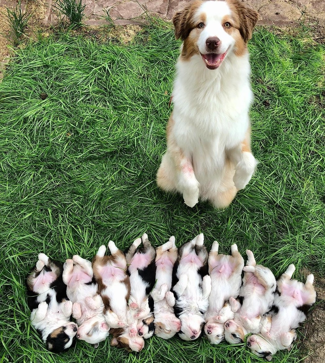 Iubirea de mama: Imagini cu animale și puii lor