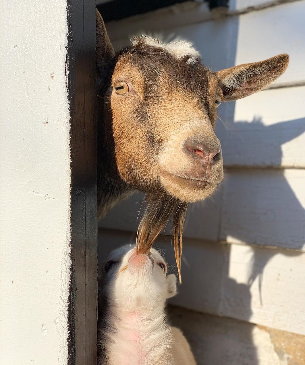 Iubirea de mama: Imagini cu animale și puii lor