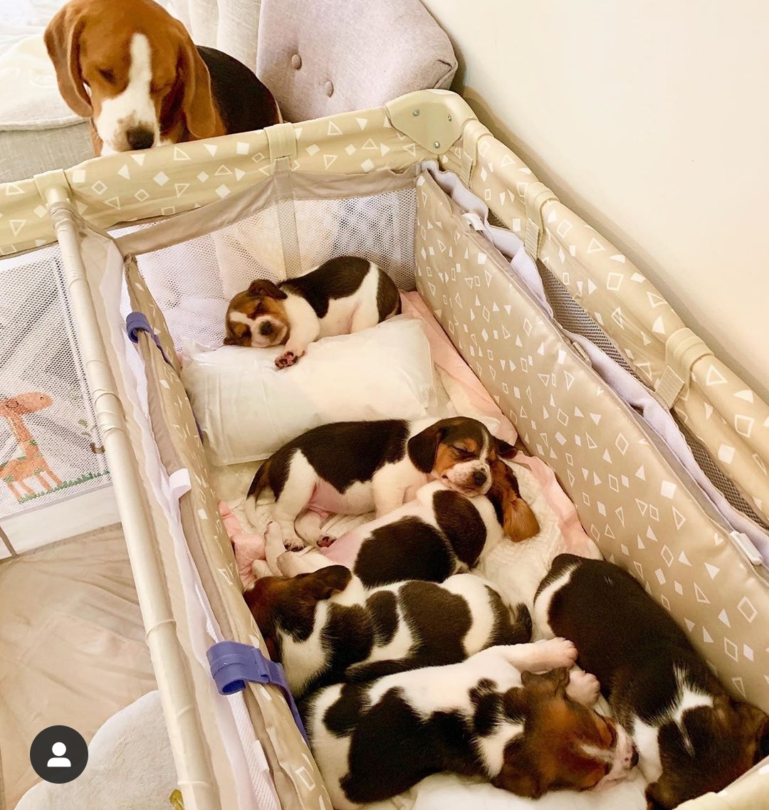 Iubirea de mama: Imagini cu animale și puii lor