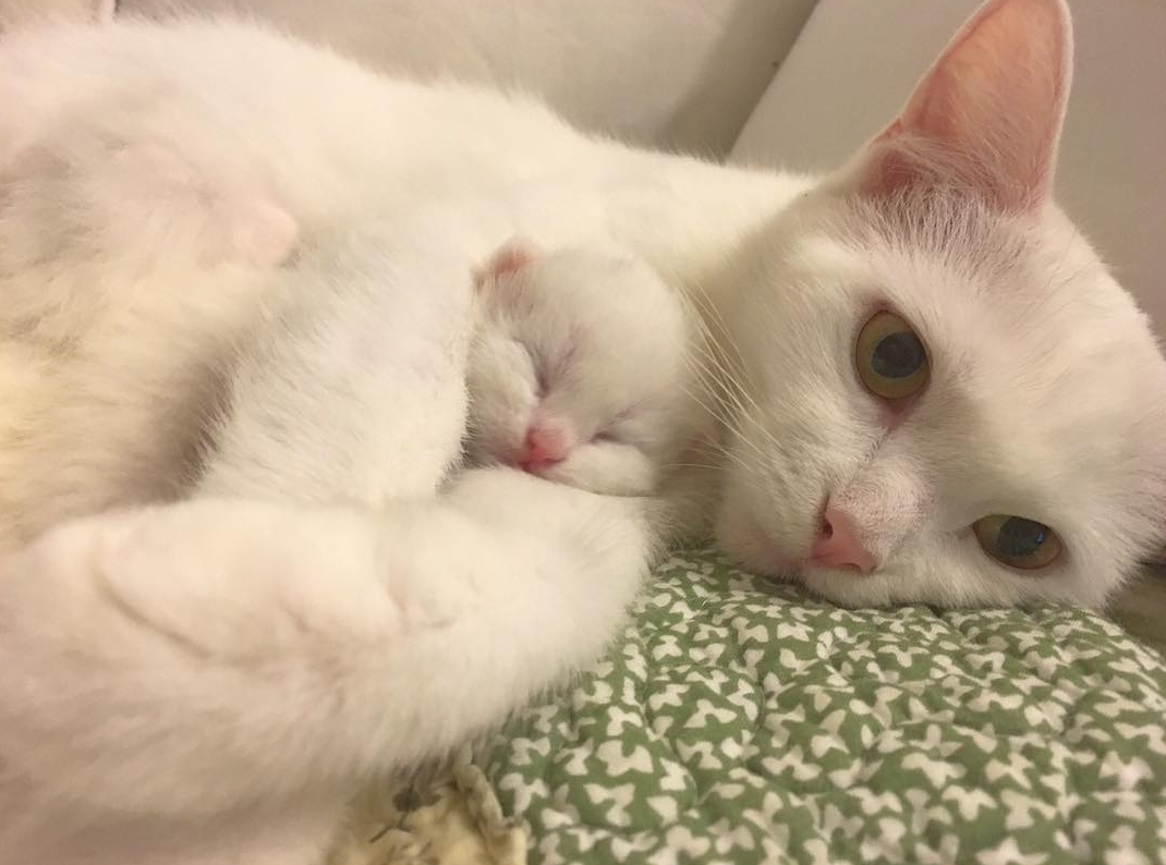 Iubirea de mama: Imagini cu animale și puii lor