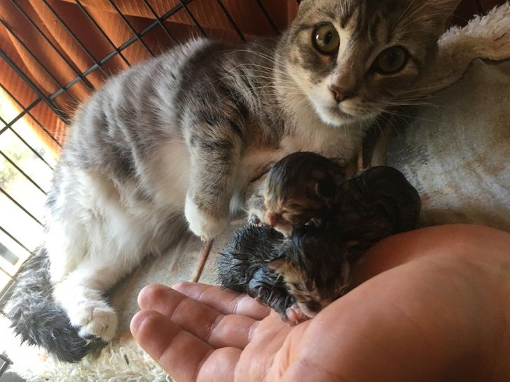 Iubirea de mama: Imagini cu animale și puii lor