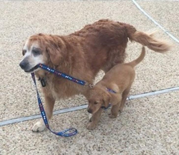 Iubirea de mama: Imagini cu animale și puii lor