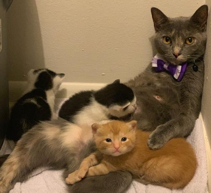 Iubirea de mama: Imagini cu animale și puii lor