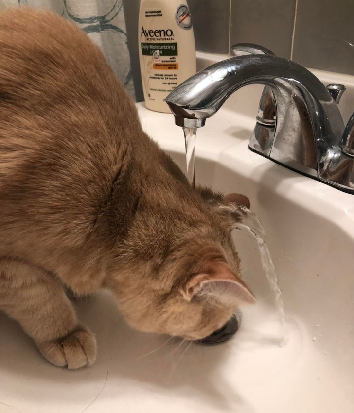 Nu îi place să bea apă din bol, dar adoră să bea apă din chiuvetă