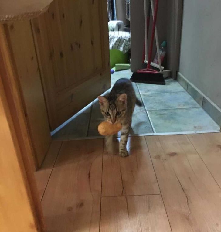 Îi place să fure câte un cartof, apoi să se plimbe cu el prin casă