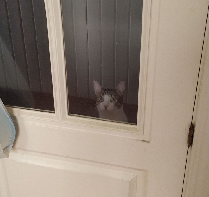 Pisica încearcă mereu să fure mâncarea stăpânei sale, așa că aceasta a fost nevoită să închidă ușa bucătăriei. Acum o privește insistent pe geam