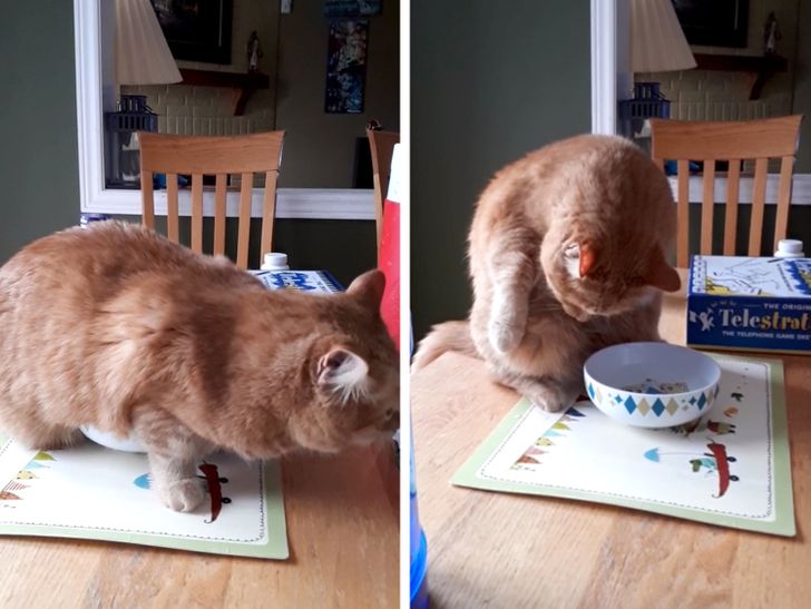 Acestei pisici îi place să bea apă băgându-și burtica în bolul cu apă, apoi linge apa din blăniță