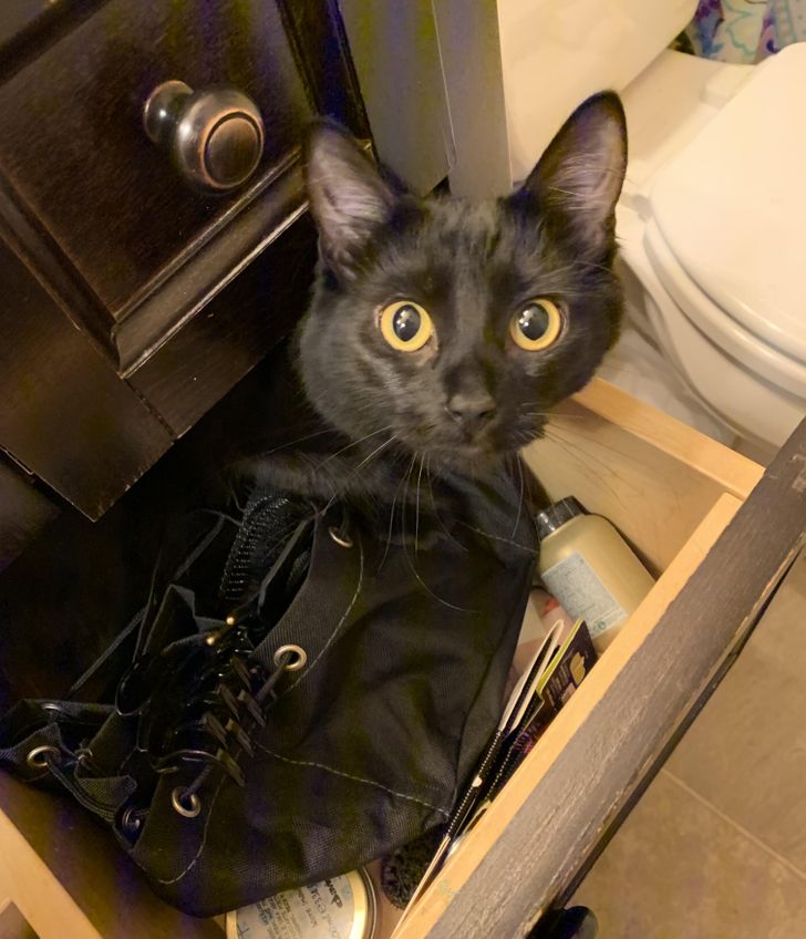 „Îi place să se urce în dulap prin spate. Câteodată mă surprinde când îl deschid”