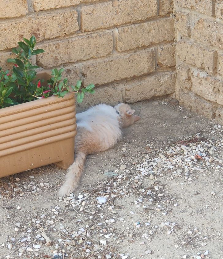 Cineva trebuie să îi explice acestei pisici cum funcționează legile fizicii